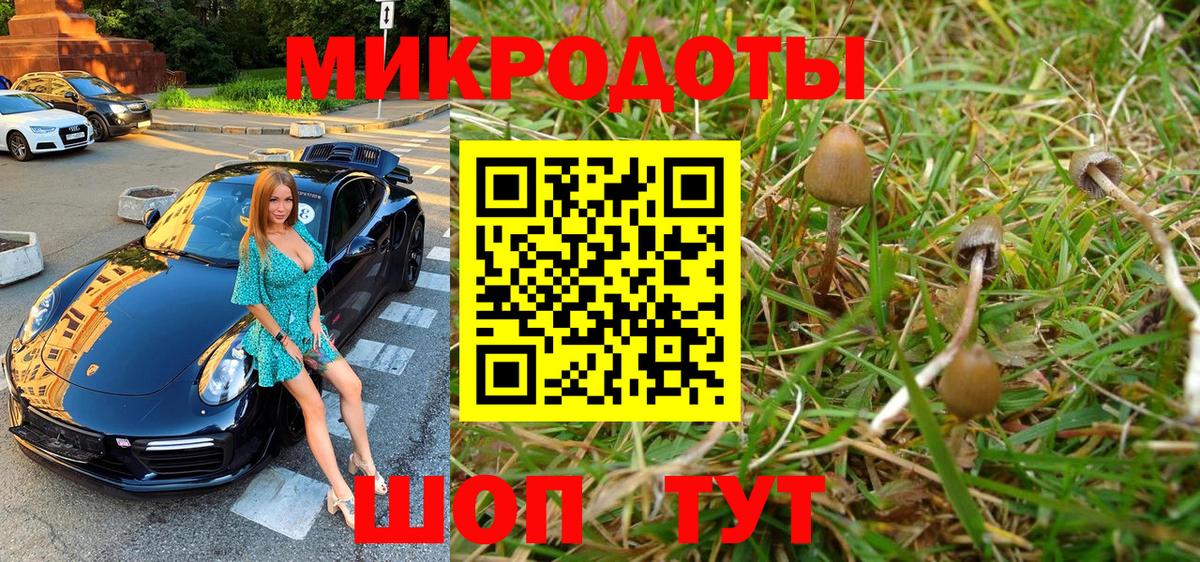 Псилоцибиновые грибы Cubensis Буйнакск